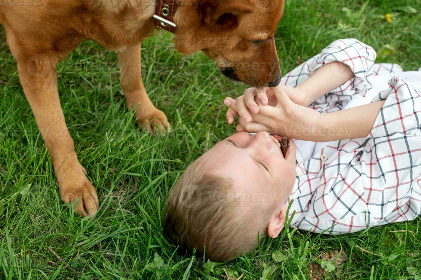 Cheerful boy lies on the grass and plays with the dog photo