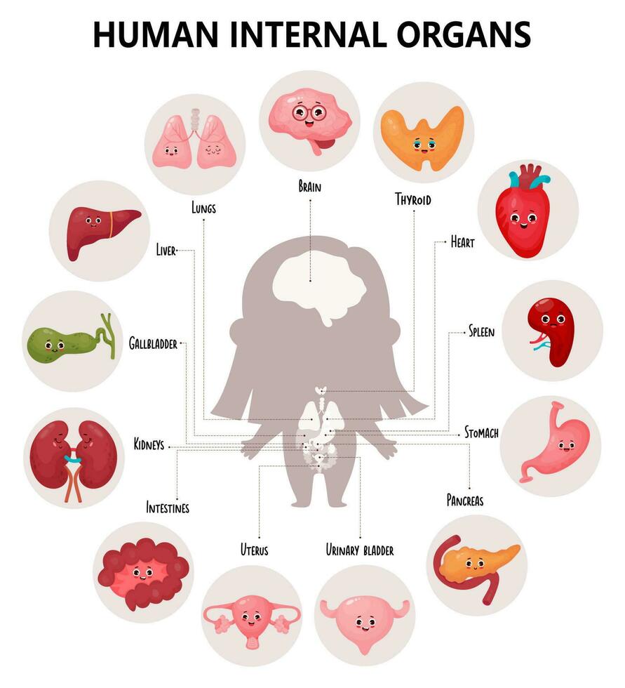 linda infografia anatomía humano cuerpo. visual esquema interno hembra órganos con dibujos animados caracteres, su nombres y ubicaciones. vector ilustración. educativo médico póster en dibujos animados estilo.