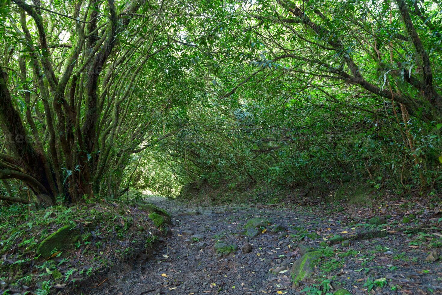 bosque alrededor grandioso etang en reunión isla foto