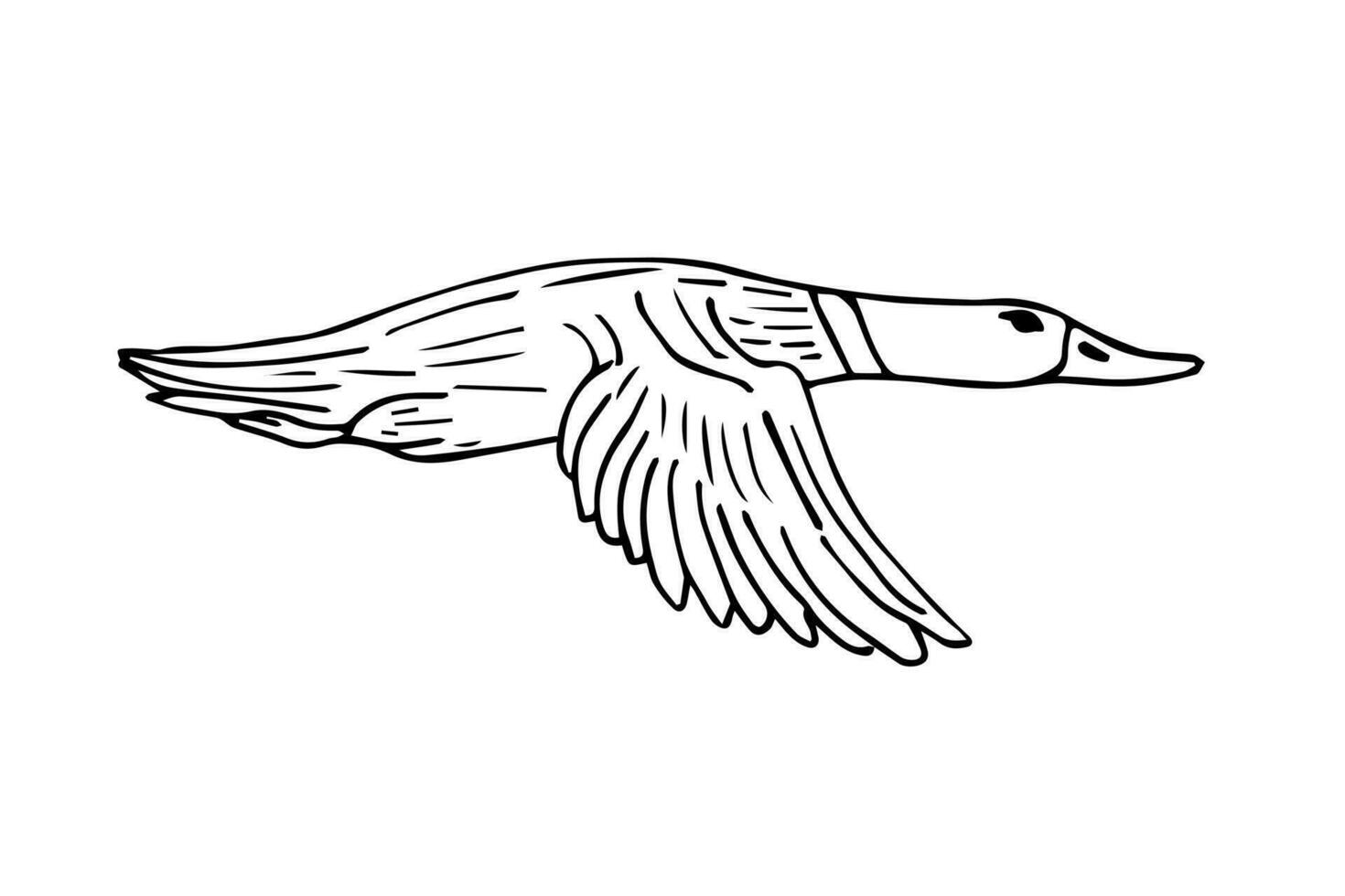 Vector hand drawn sketch duck