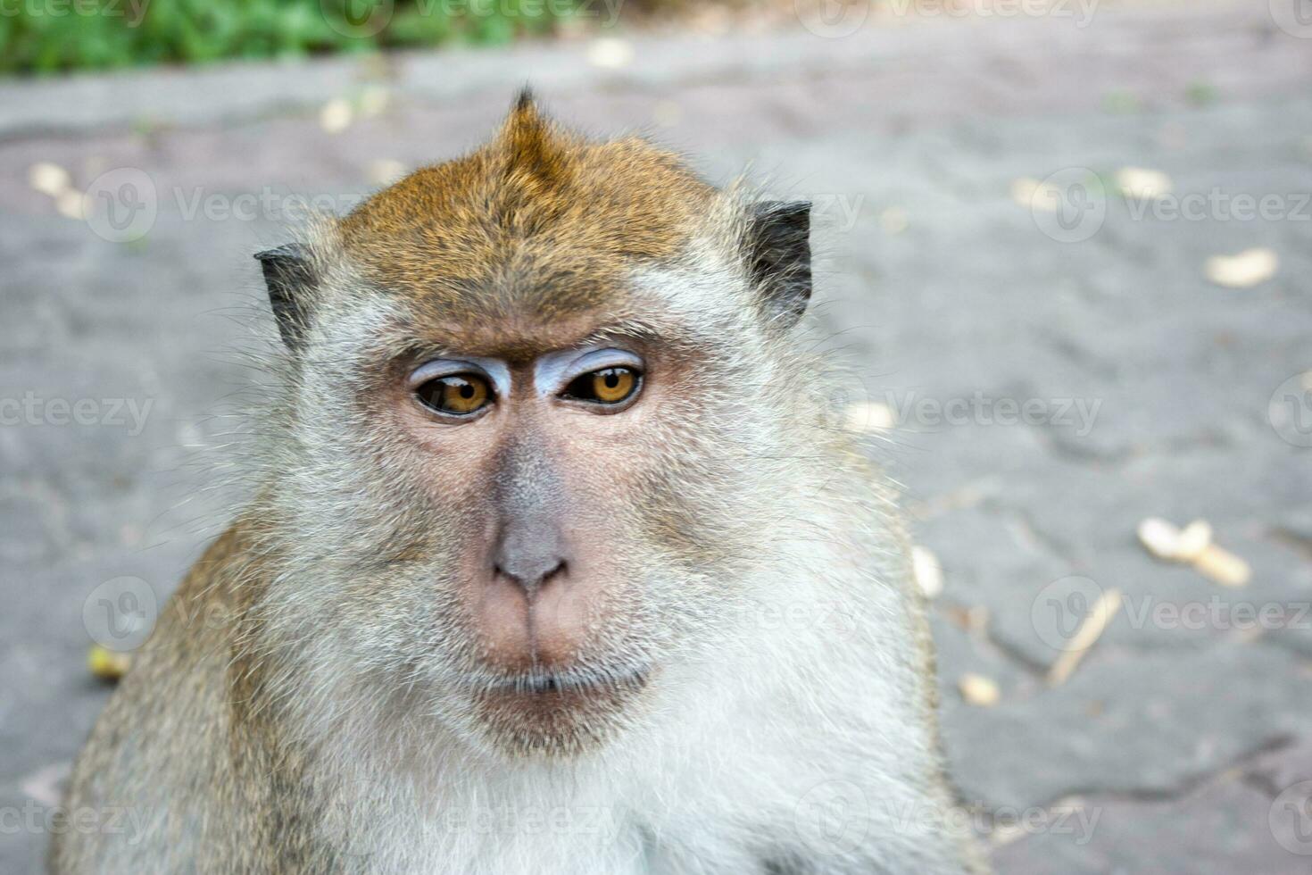 Portrait of a Macaque photo