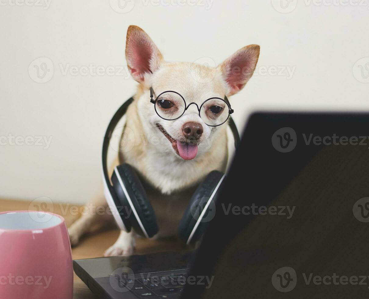 brown short hair chihuahua dog wearing eyeglasses and headphones around neck sitting on wooden floor with computer notebook working and looking at computer screen. photo