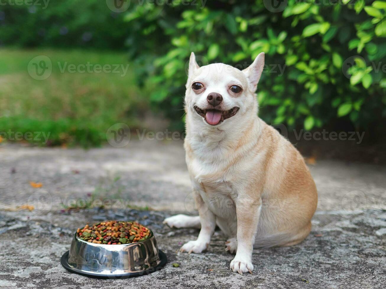 marrón corto pelo chihuahua perro sentado en cemento piso en el jardín junto a perro comida cuenco sonriente y mirando a cámara. mascotas salud o comportamiento concepto. foto