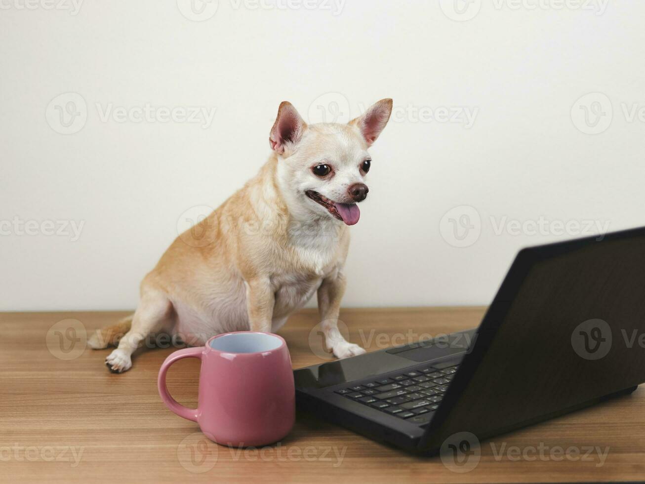 brown short hair chihuahua dog sitting on wooden floor with computer notebook and pink cup of coffee, working on computer screen. photo