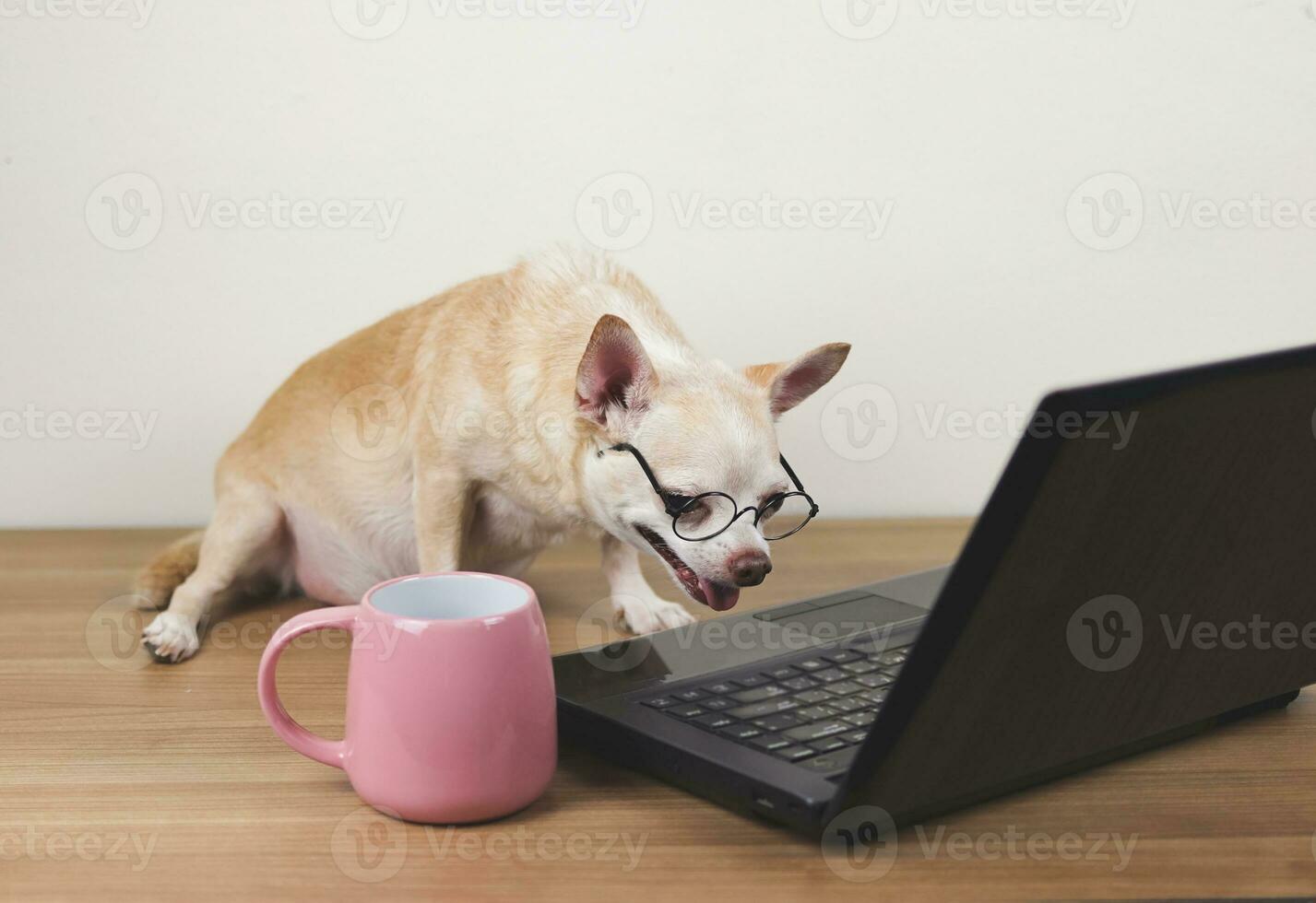 brown short hair chihuahua dog wearing eyeglasses  sitting on wooden floor with computer laptop and pink coffee cup, working and looking at computer screen. photo