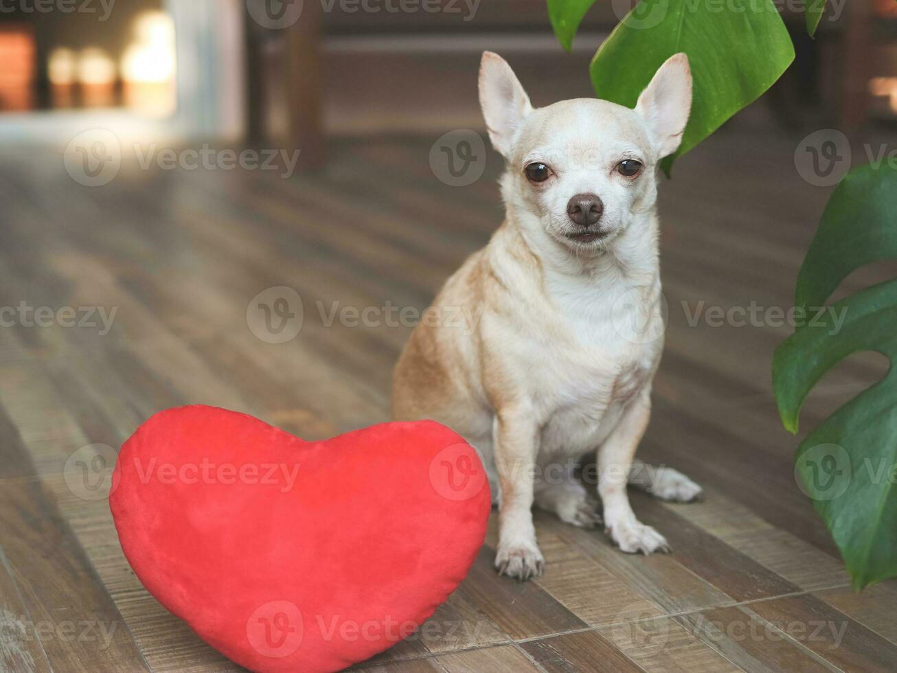 brown Chihuahua dog sitting  with red heart shape pillow.  Valentine's day concept. photo