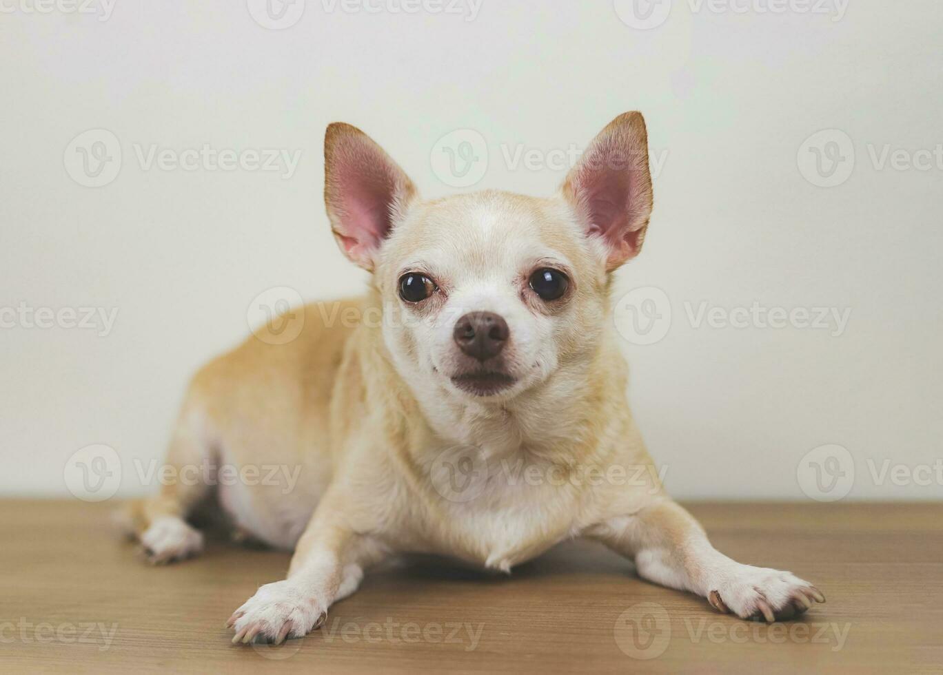 brown chihuahua dog lying down on wooden floor, looking at camera. photo