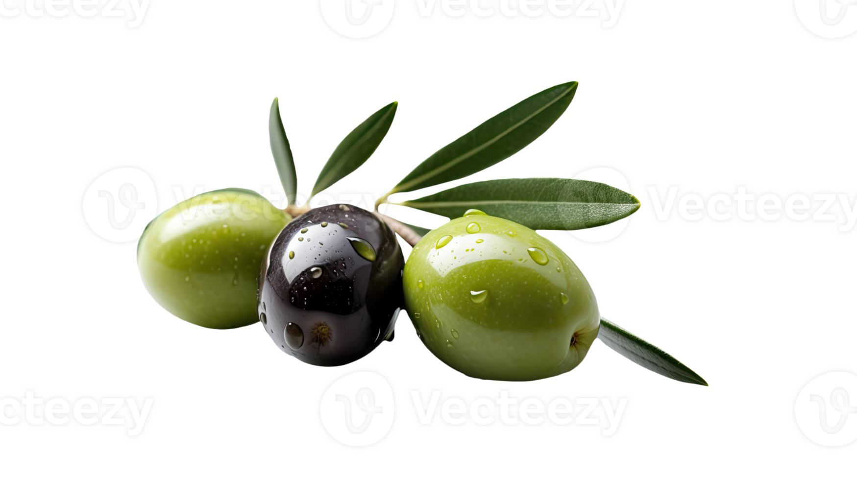 Black and Green Olive Branch Illustration on Transparent Background. . png