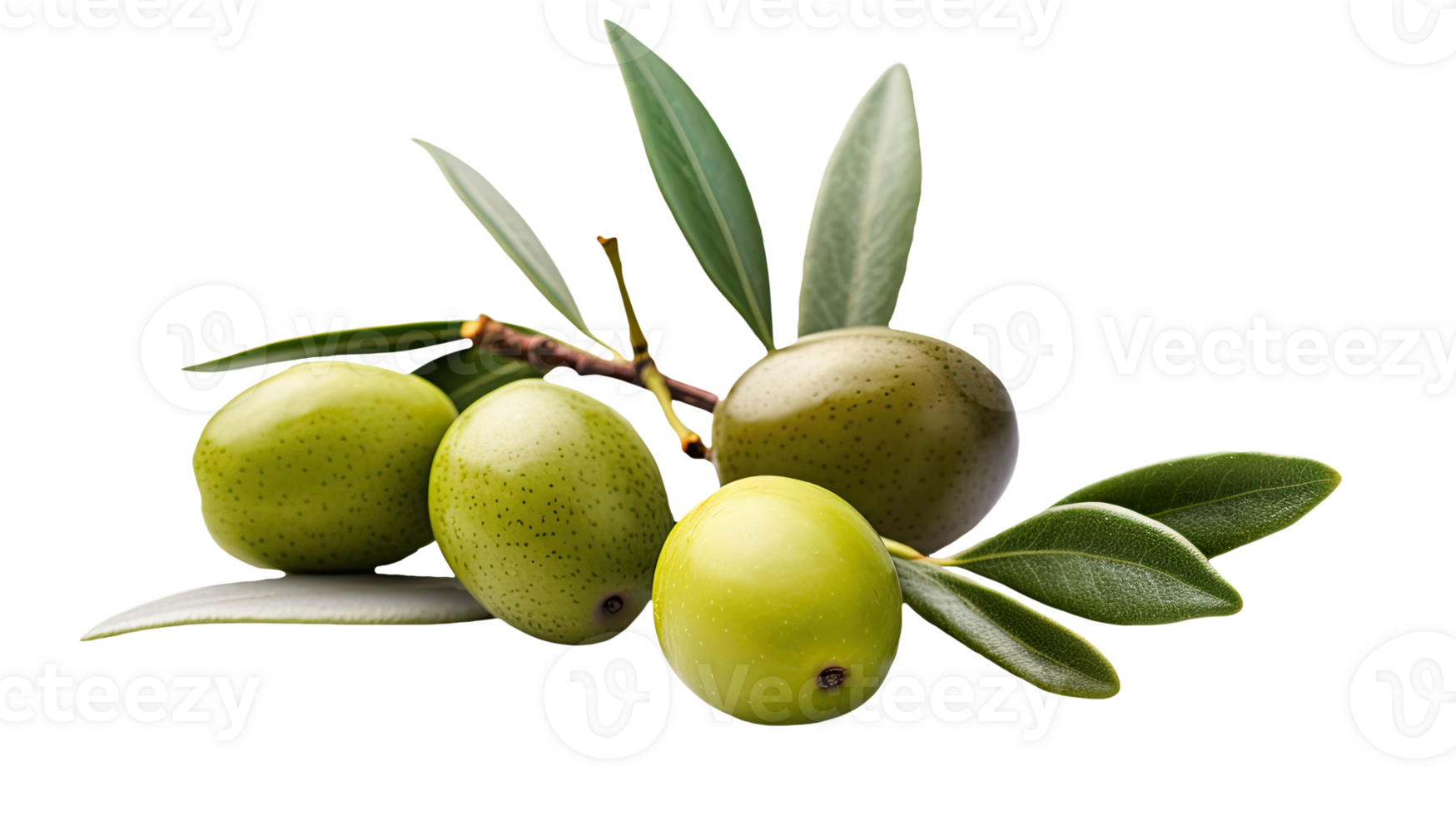 Fresh Olive Branch Illustration on Transparent Background. . png