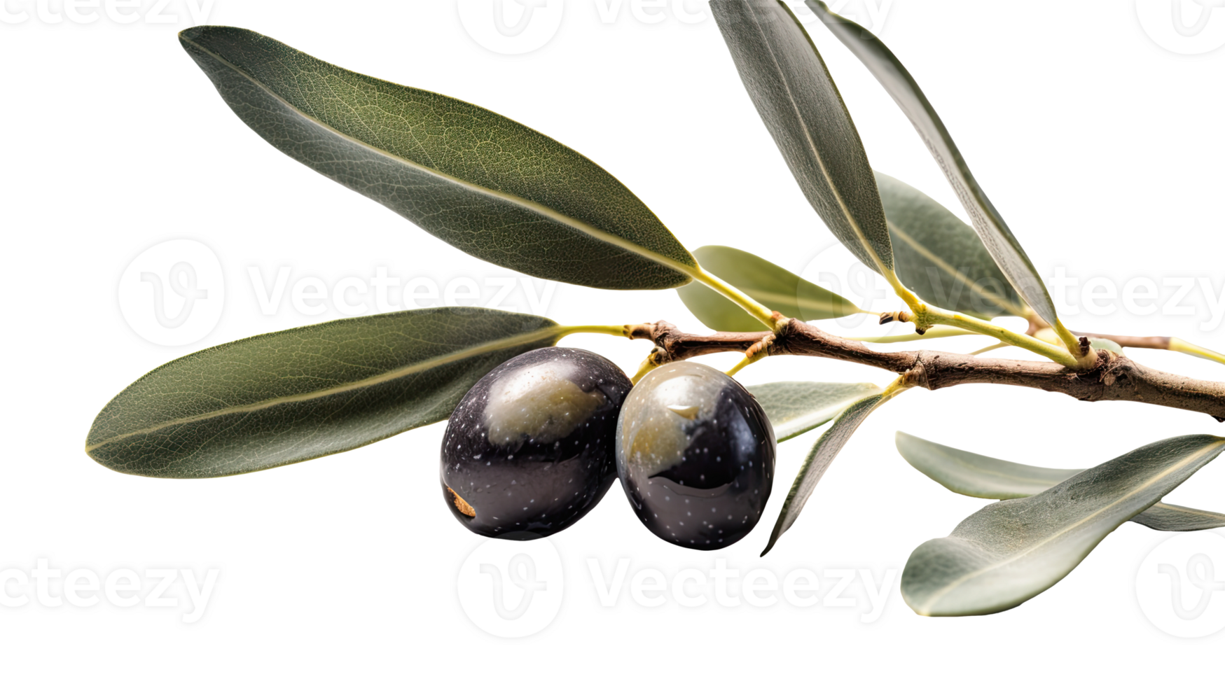 Fresh Black Olive Branch Illustration on Transparent Background. . png