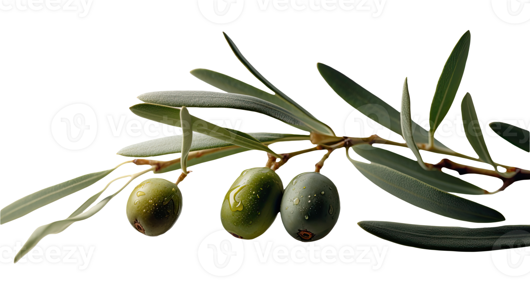 Fresh Olive Branch Illustration on Transparent Background. . png