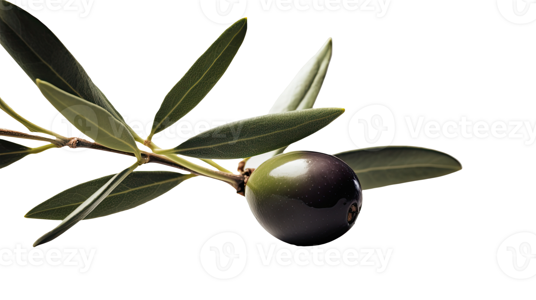 Black and Green Olive Branch Illustration on Transparent Background. . png