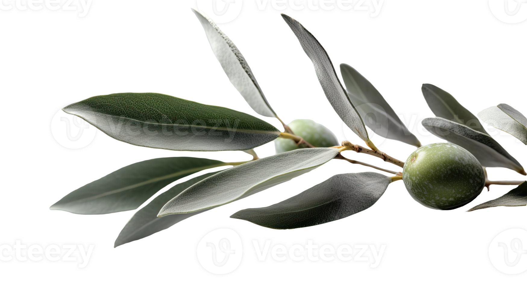 Fresh Olive Branch Illustration on Transparent Background. . png