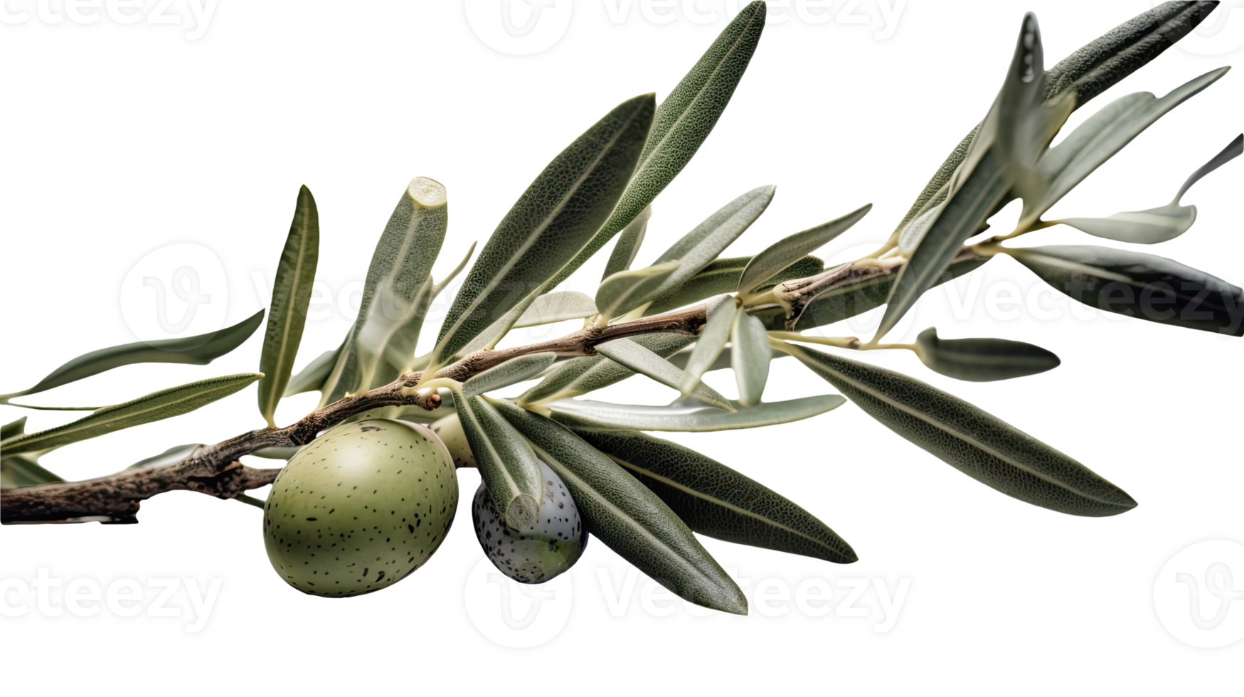 Fresh Olive Branch Illustration on Transparent Background. . png
