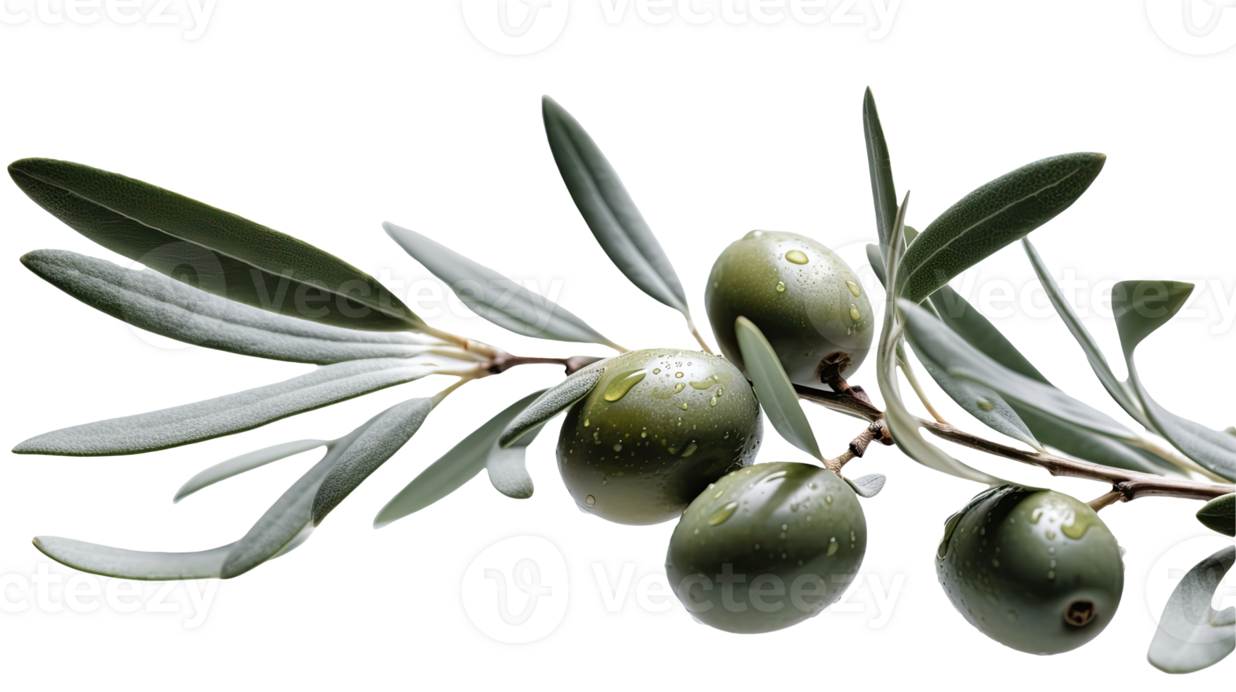 Fresh Olive Branch Illustration on Transparent Background. . png
