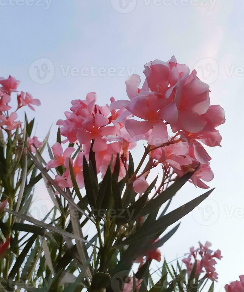 Pink Oleander flowers photo