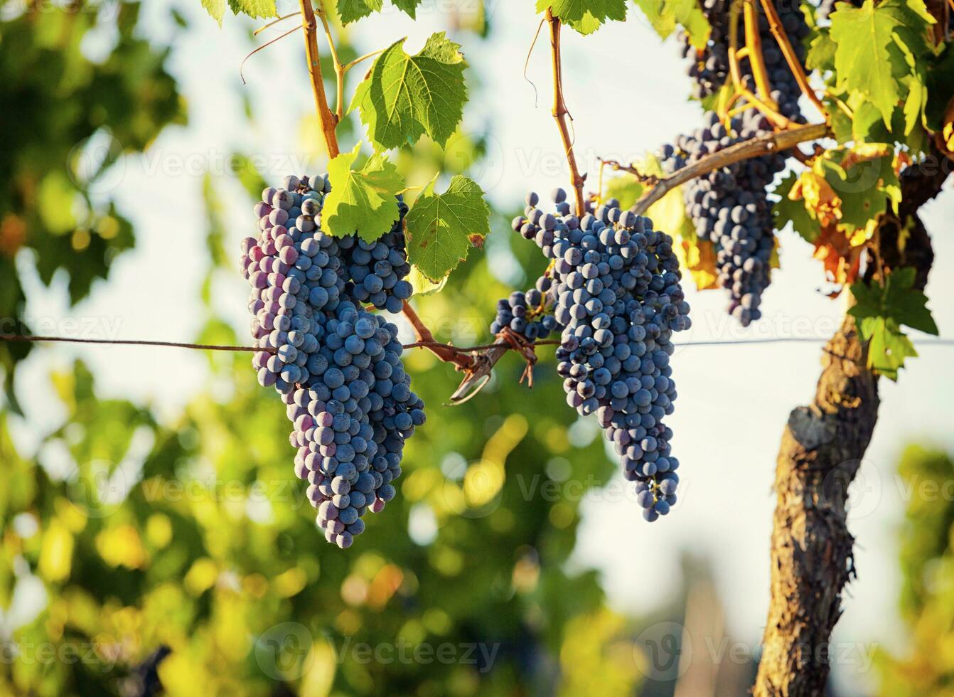 toscano viñedo con rojo uvas. foto
