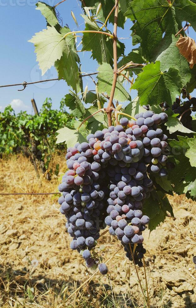 toscano viñedo con rojo uvas foto