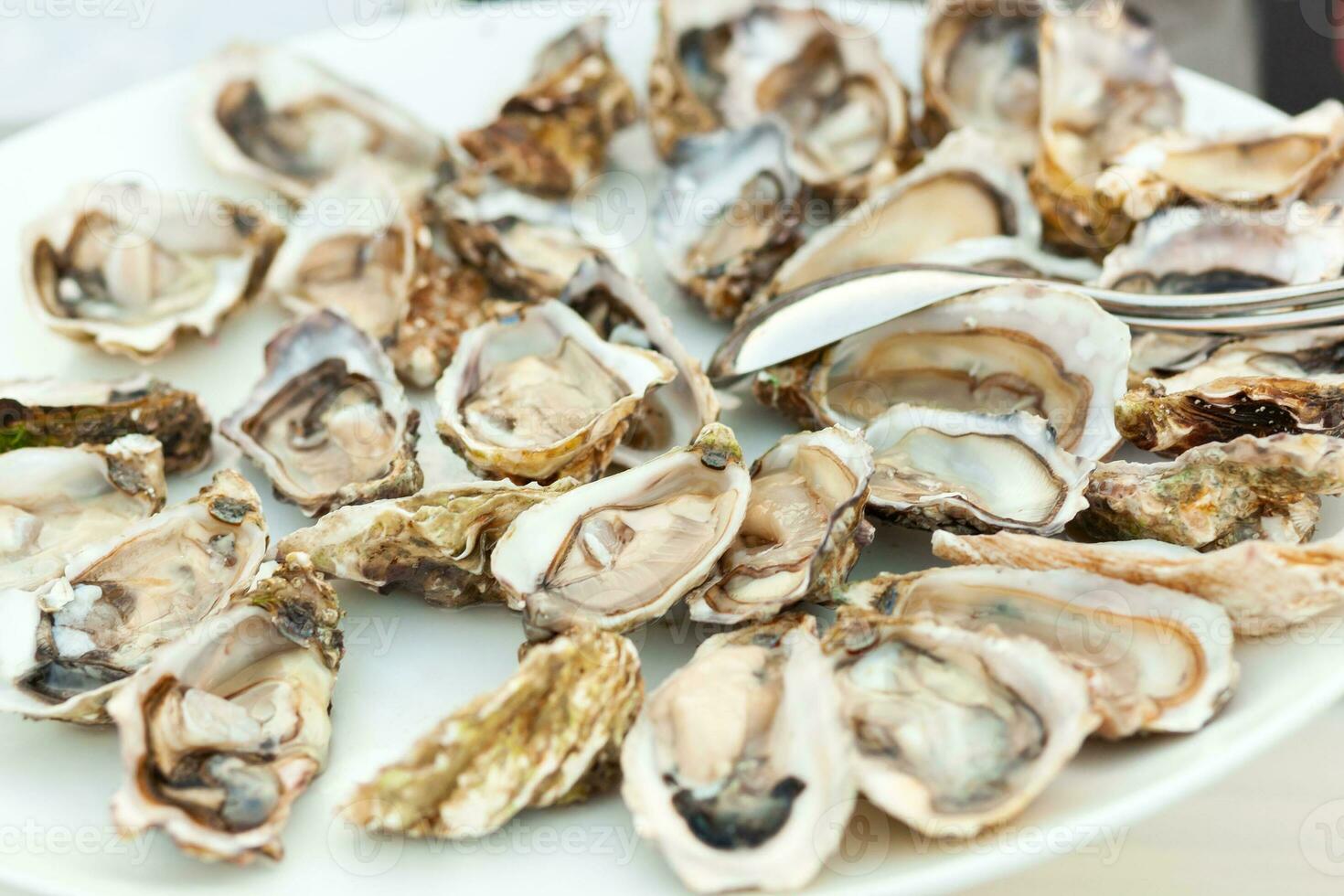 Raw fresh oysters in a white plate. photo