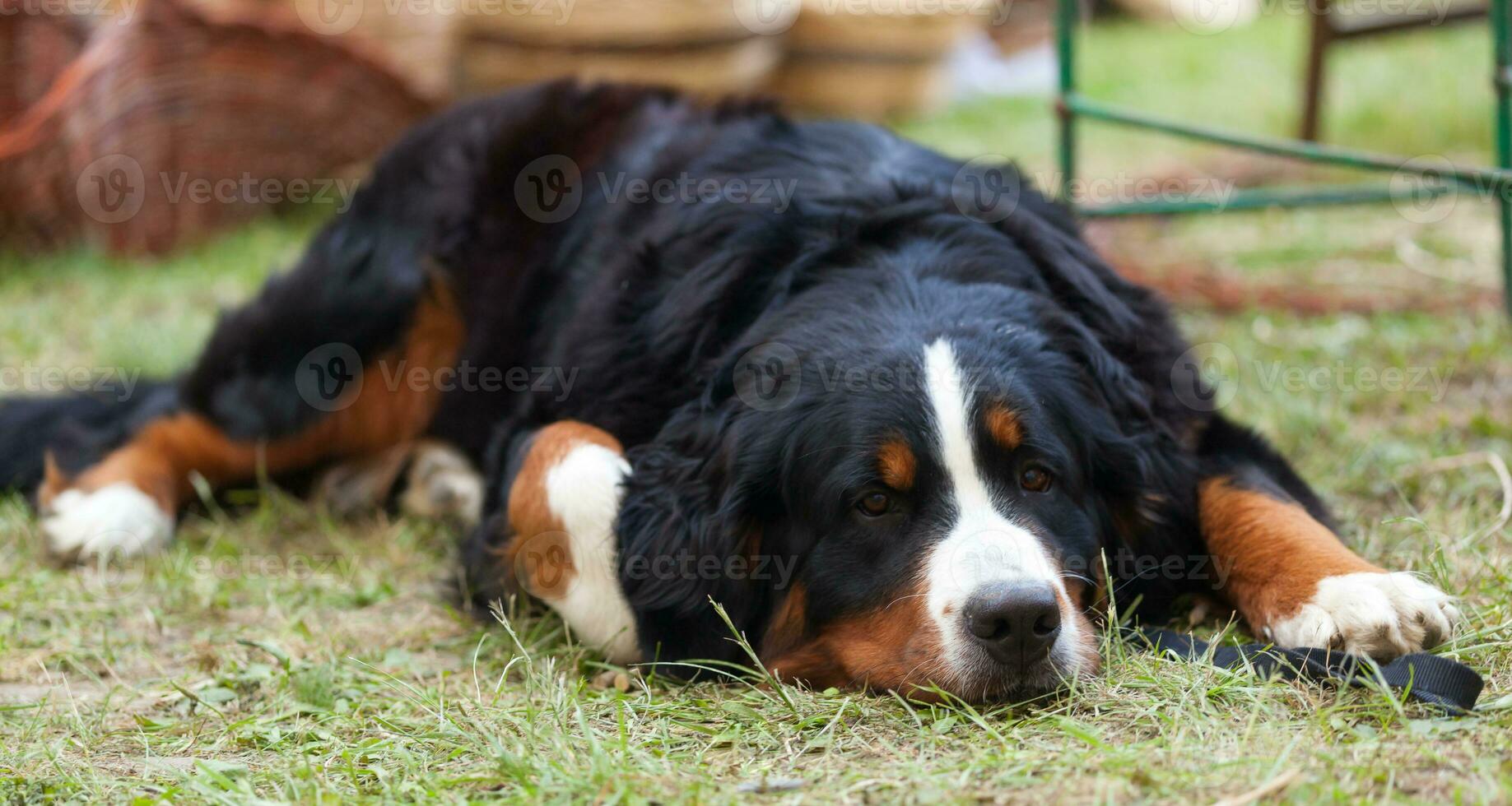 Bernese Mountain Dog photo