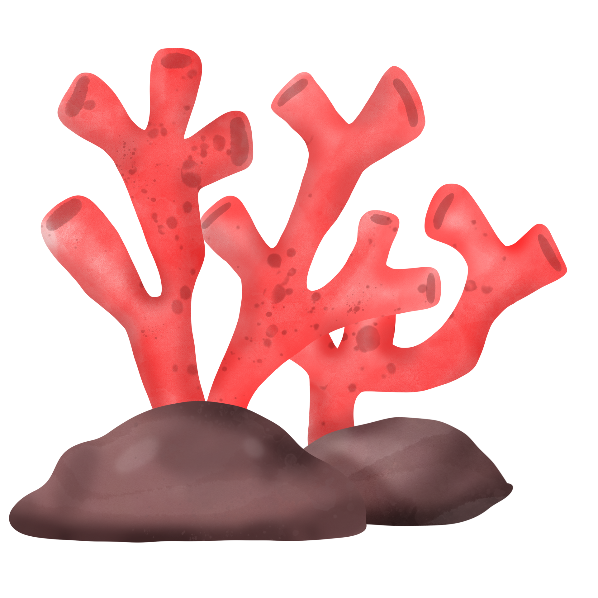 Cute Coral Under the sea Watercolor illustration 24043661 PNG