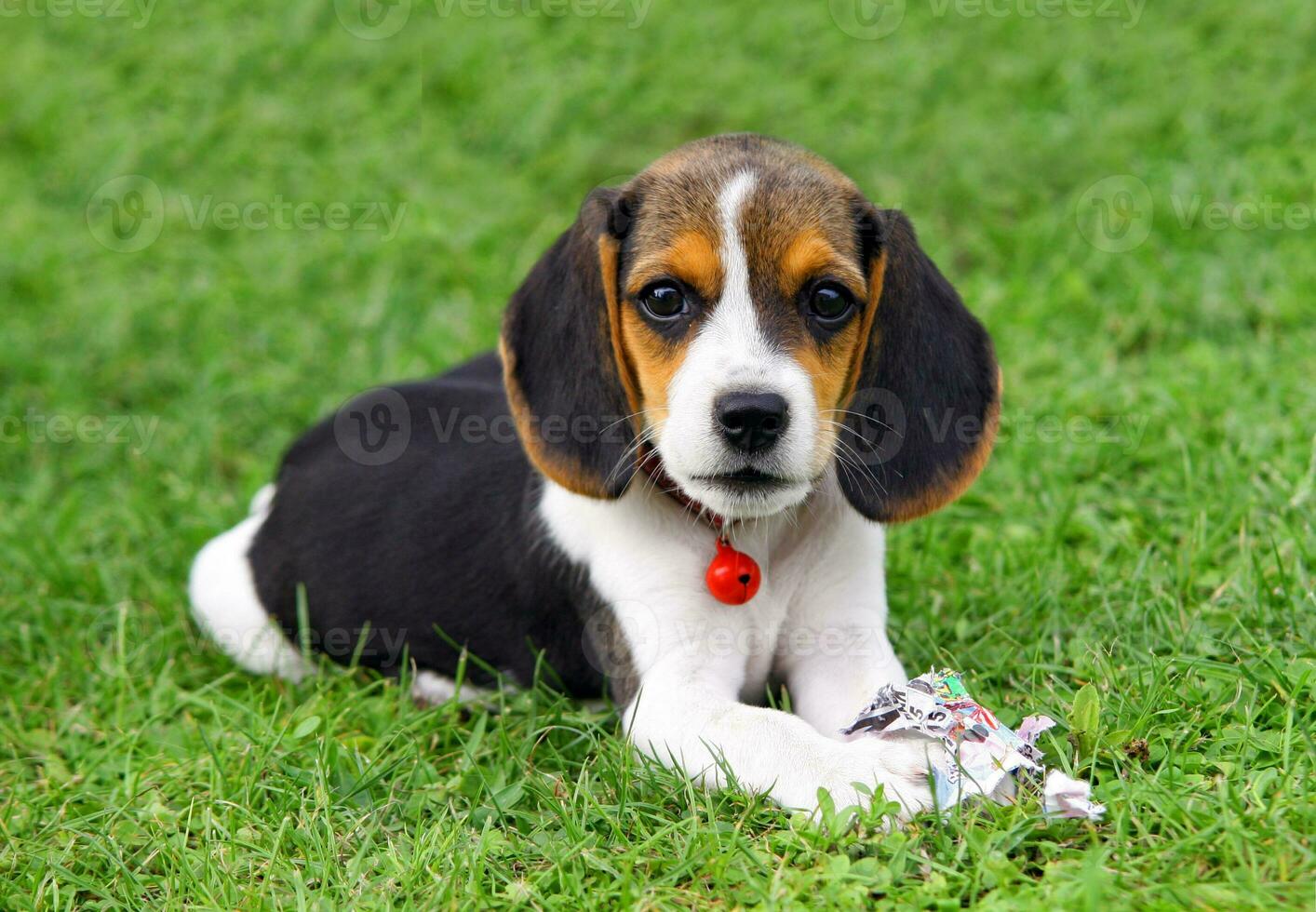 Cute Beagle puppy photo