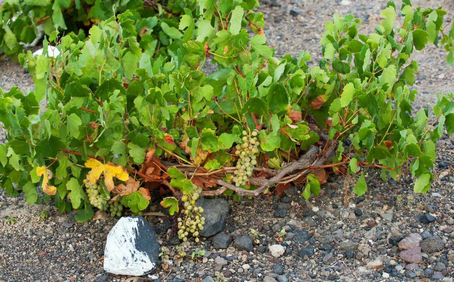 Santorini vineyard - Grecee photo