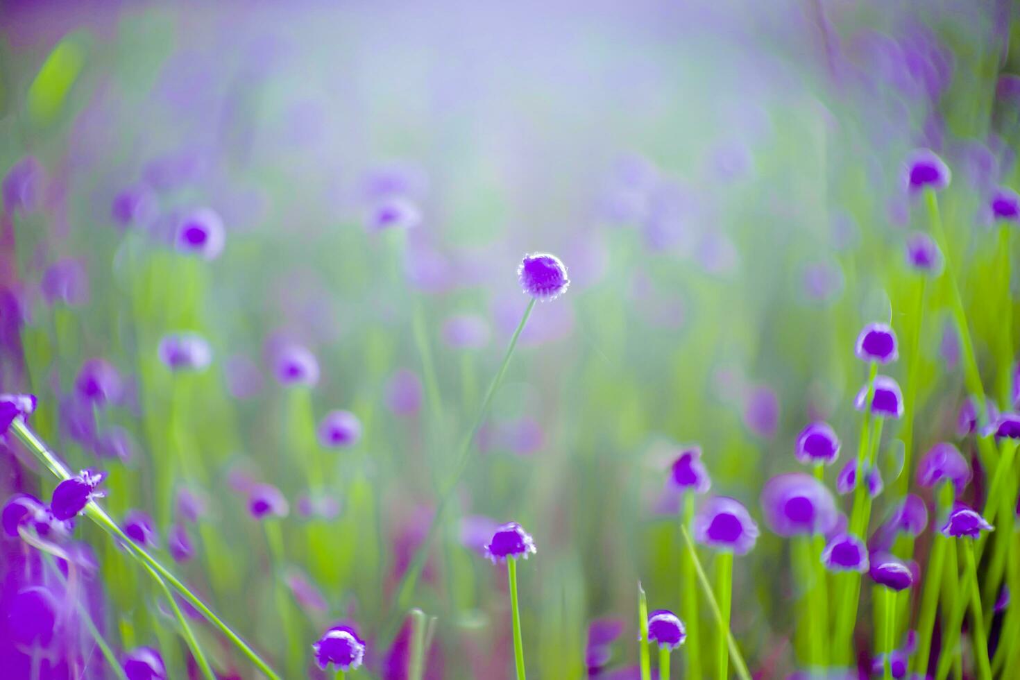 blurred,Purple flower blossom on field. Beautiful growing and flowers on meadow blooming in nature photo