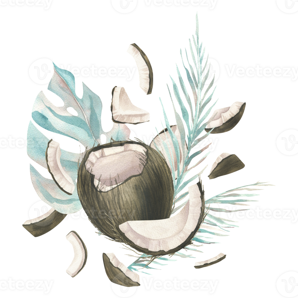 The coconuts are whole and opened with the leaves of tropical palm trees. Watercolor illustration. Composition of a large set of COCONUT. For decoration and design of food, cosmetics, packaging, logo. png