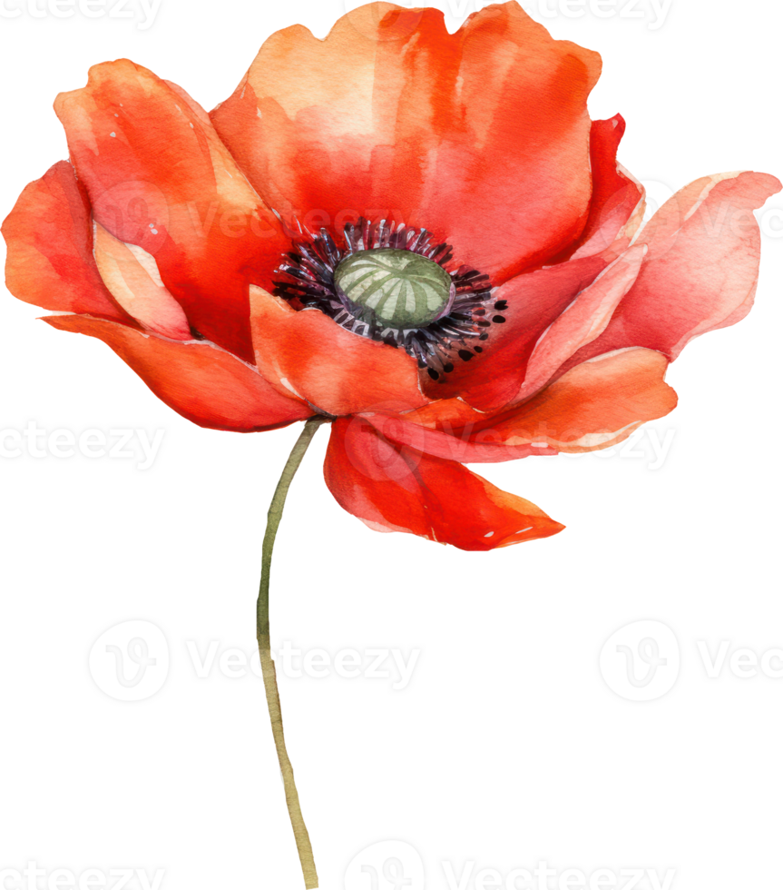 Red Poppy Flower Watercolor. AI Generated 24045780 PNG