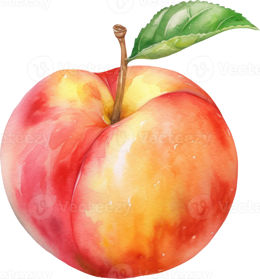 Peach Fruit Watercolor Illustration. png