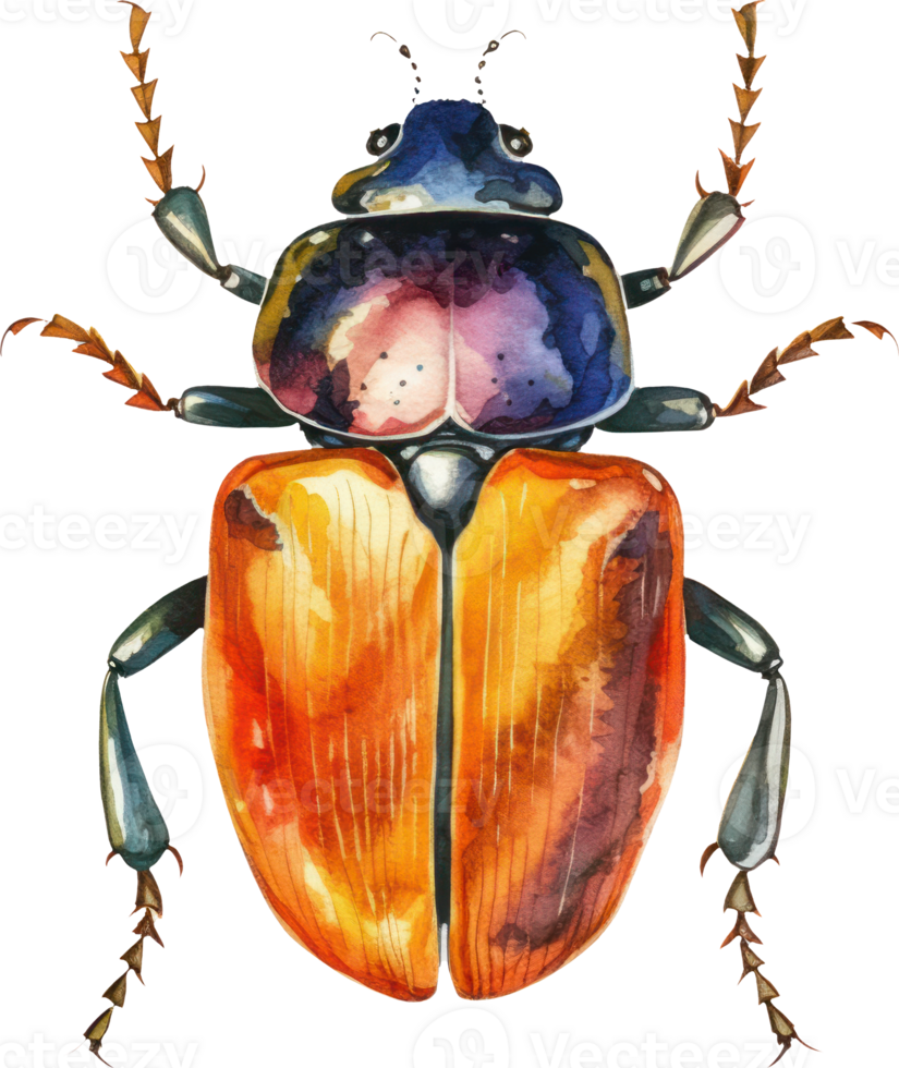 Beetle Watercolor Illustration. png