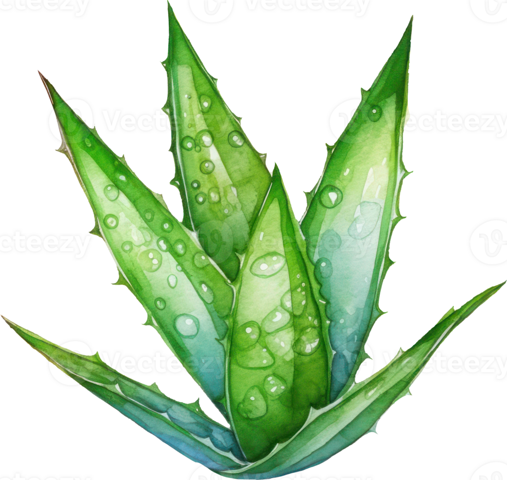 Aloe Vera Plant Watercolor Illustration. png