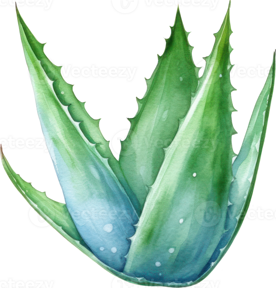 Aloe Vera Plant Watercolor Illustration. png