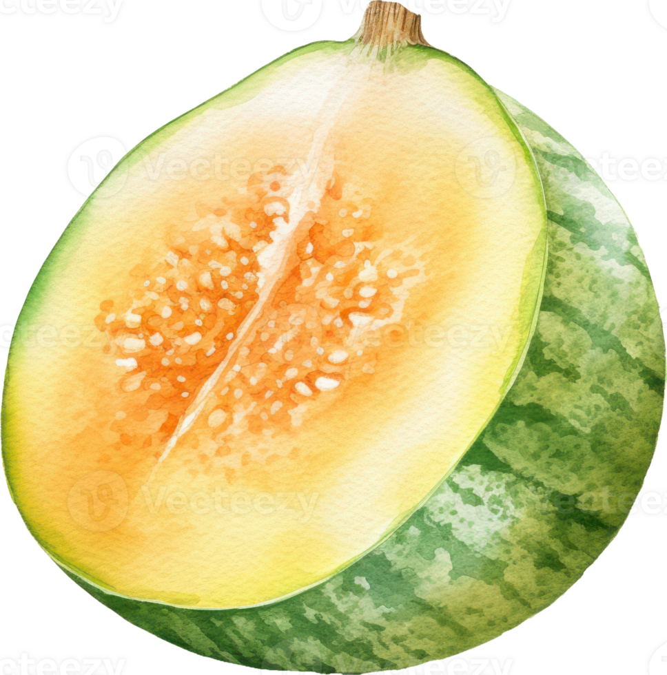 Cantaloupe Watercolor Illustration. 24045847 PNG