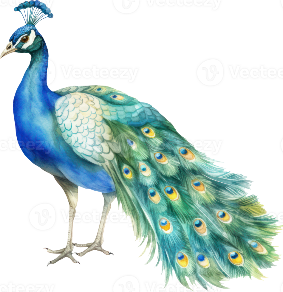 pavo real pájaro acuarela ilustración. ai generado png