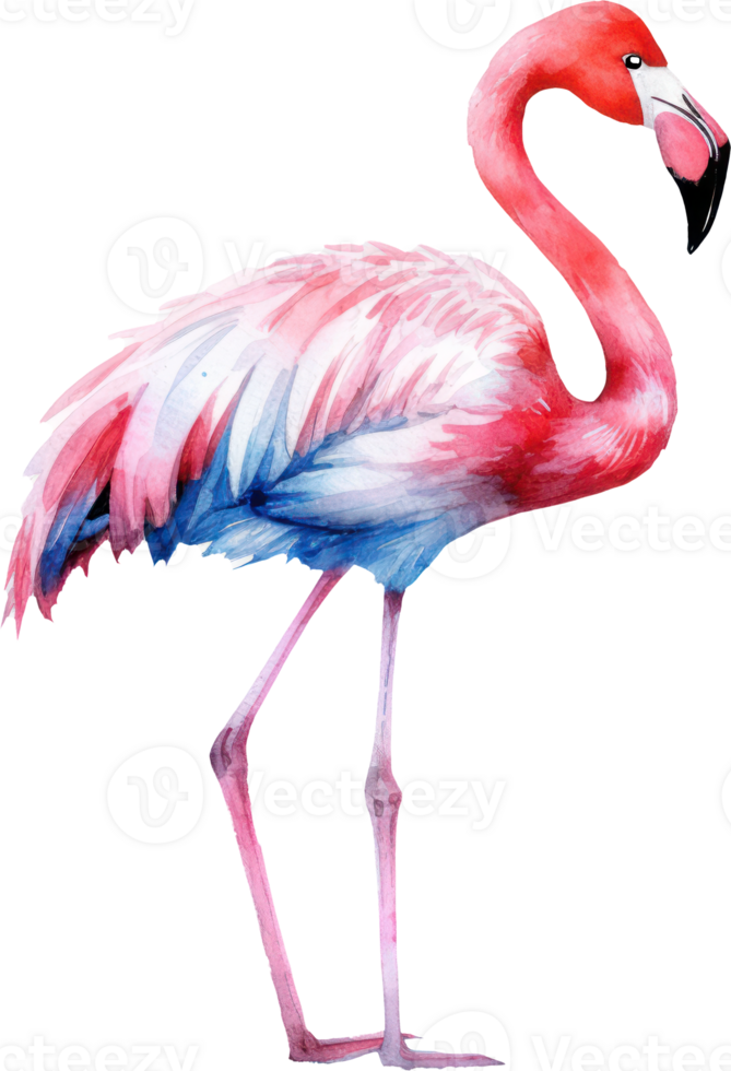 Flamingo bird watercolor illustration. png