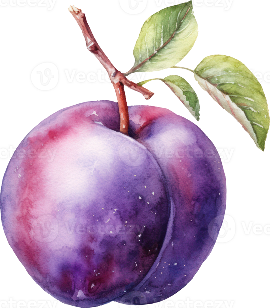 Plum fruit watercolor illustration. png