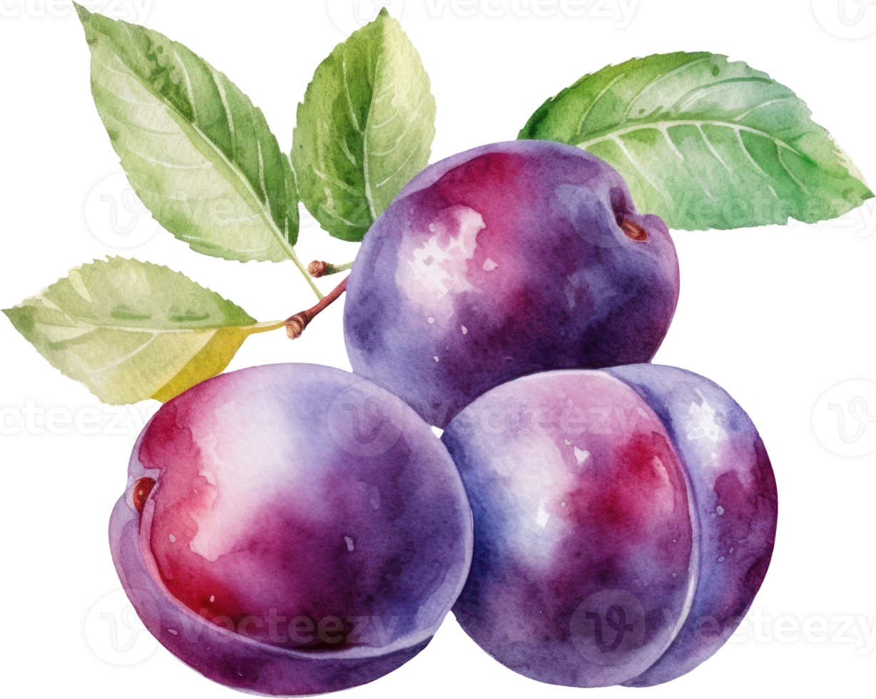 Pruim fruit waterverf illustratie. ai gegenereerd png