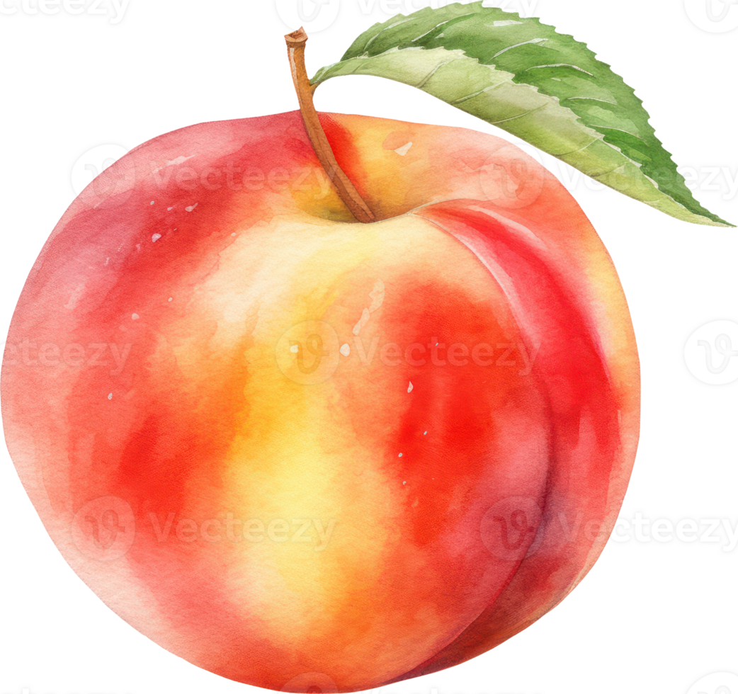 Peach Fruit Watercolor Illustration. png