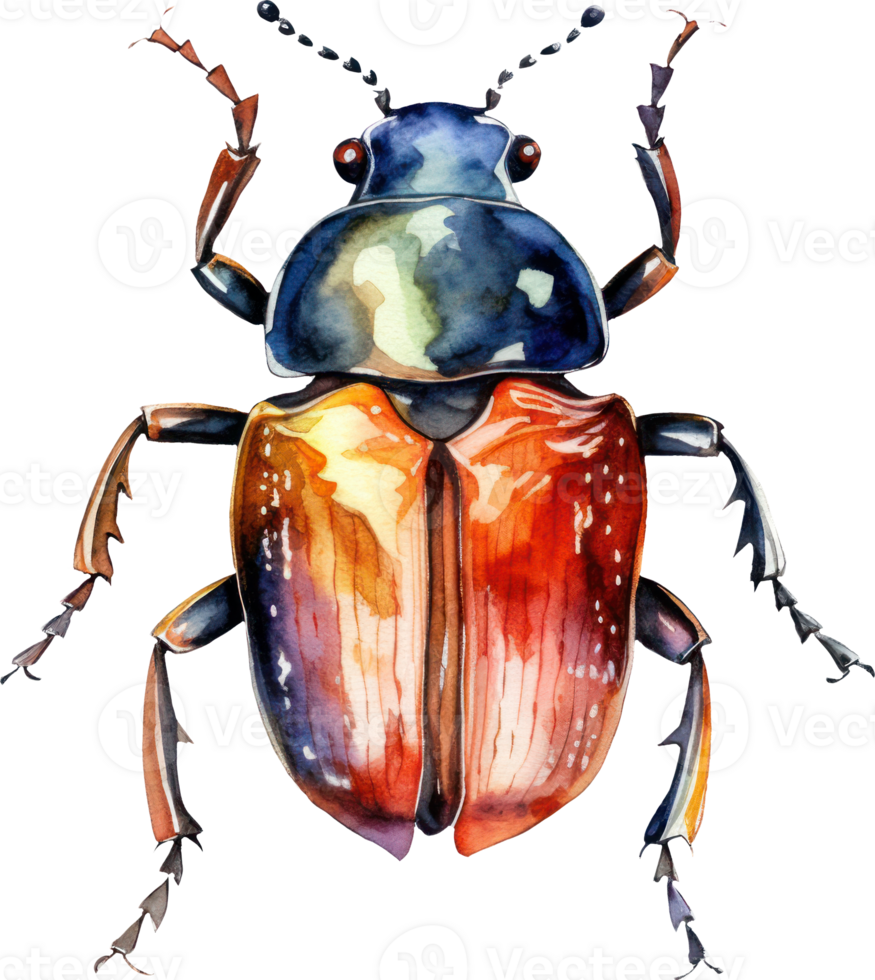 Beetle Watercolor Illustration. png