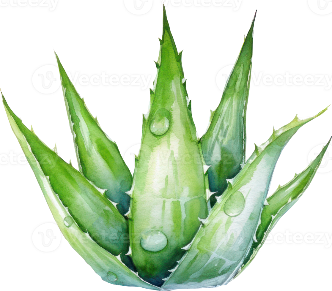 Aloe Vera Plant Watercolor Illustration. png