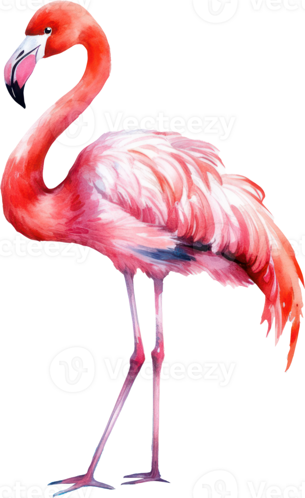 Flamingo bird watercolor illustration. png