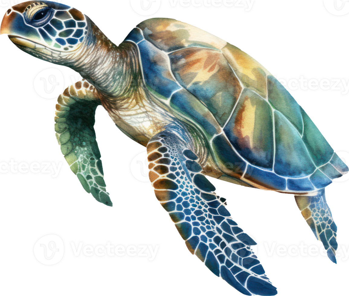 Sea Turtle Watercolor Illustration. png