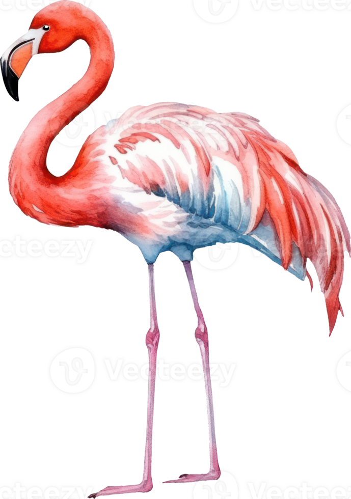 Flamingo bird watercolor illustration. png