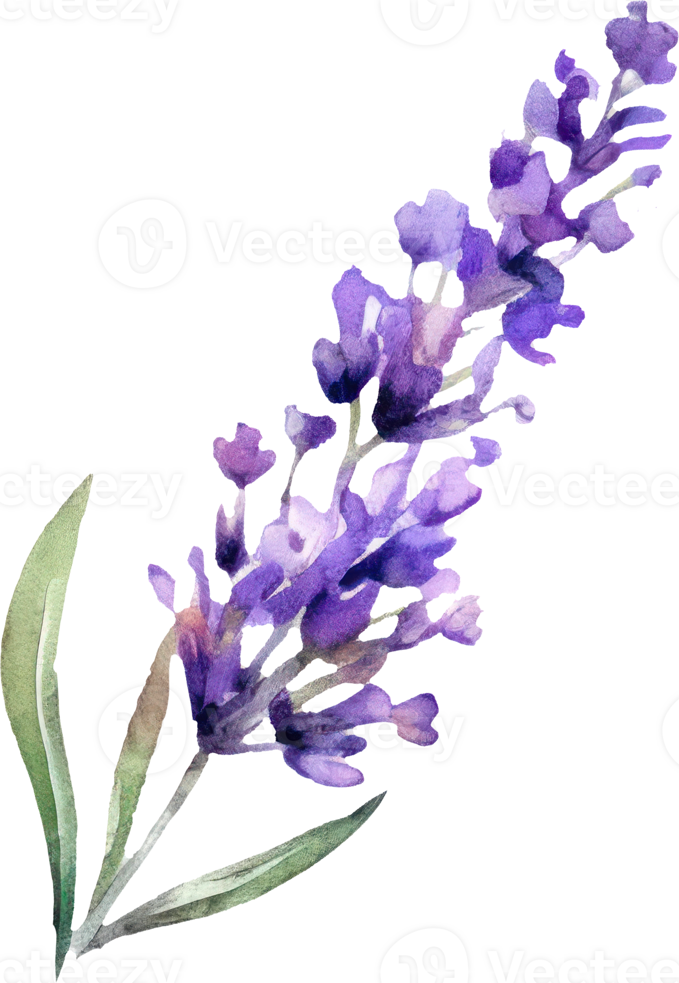 Lavender Flowers Watercolor Illustration. 24046126 PNG