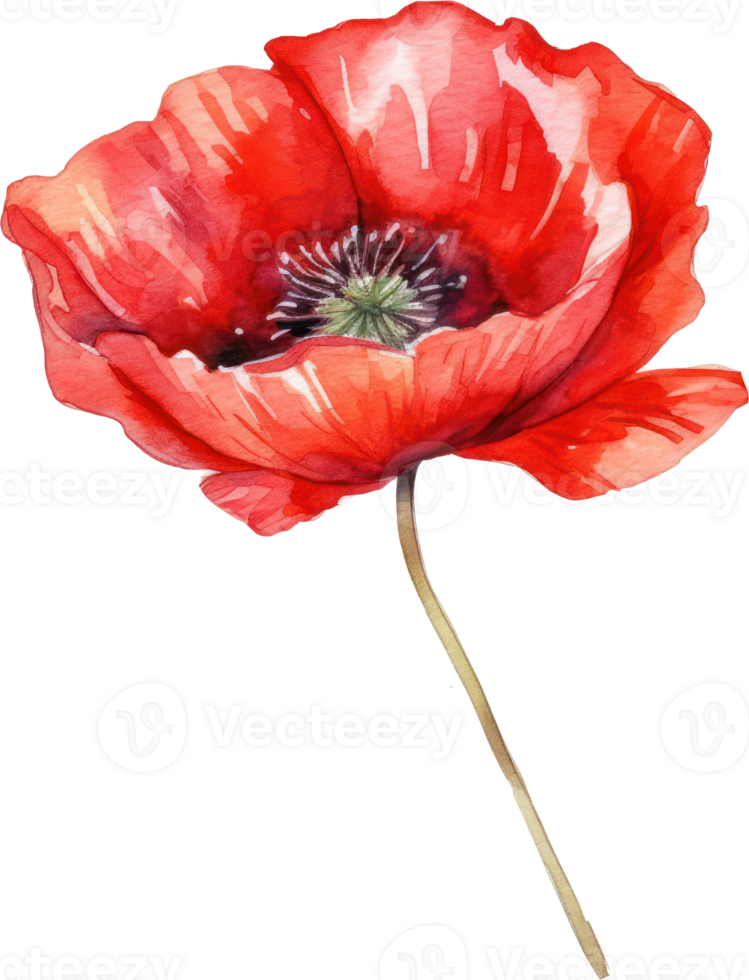 Red Poppy Flower Watercolor. png