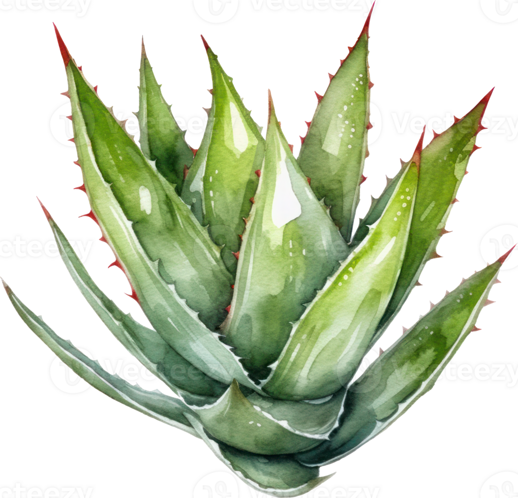 Aloe Vera Plant Watercolor Illustration. png
