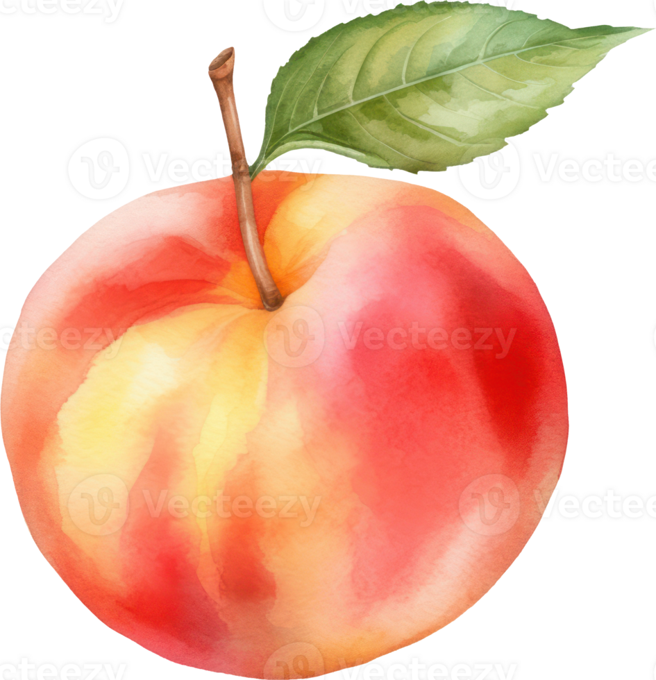 Peach Fruit Watercolor Illustration. png