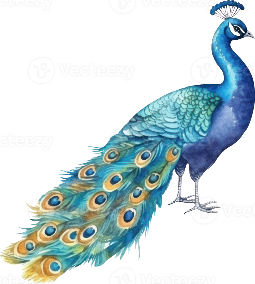 Peacock bird watercolor illustration. png